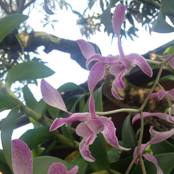 Orchid. Mom’s favorite flower.